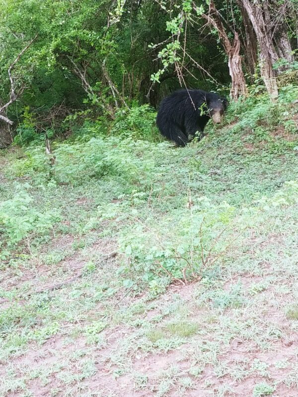 Yala Special Leopard Safari - Image 3