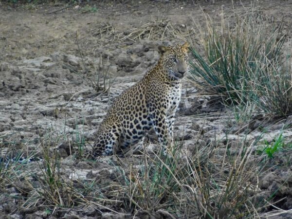 Yala Special Leopard Safari - Image 2