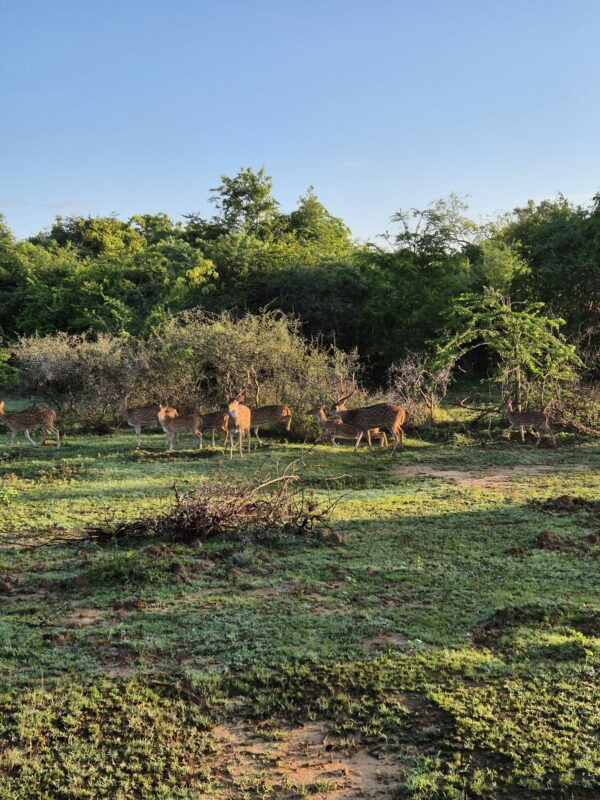 Yala Special Leopard Safari - Image 5