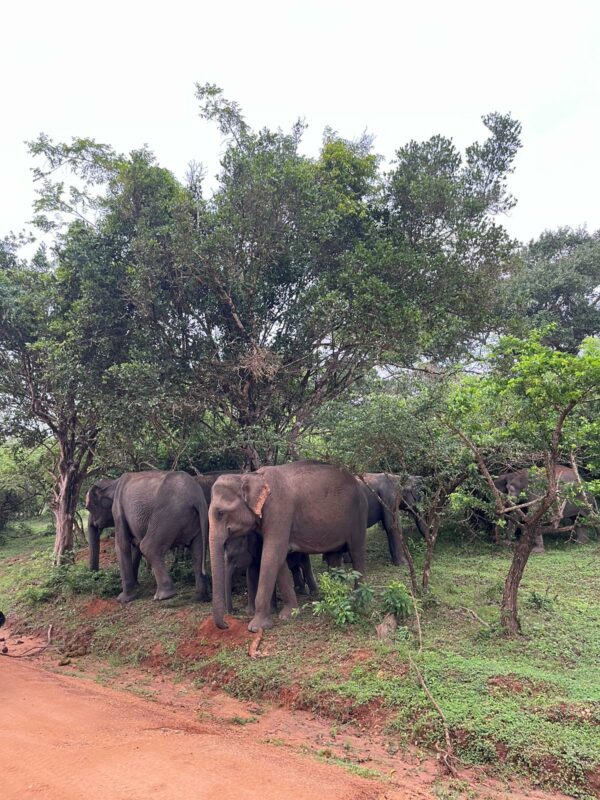 Yala Special Leopard Safari - Image 7