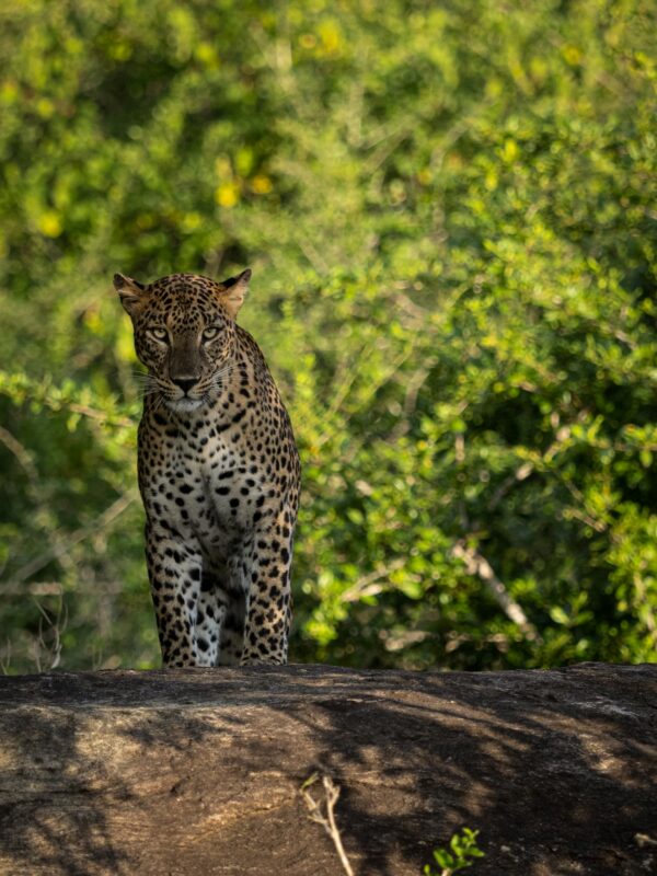 Yala Special Leopard Safari - Image 16