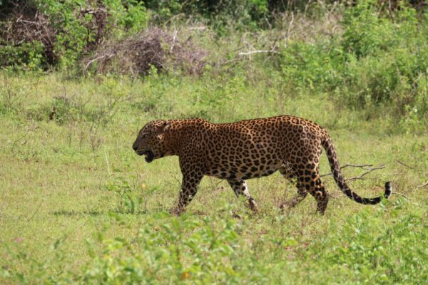 Yala Special Leopard Safari - Image 15