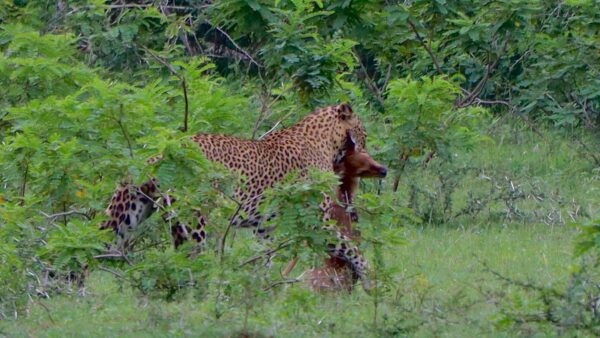 Yala Special Leopard Safari - Image 14