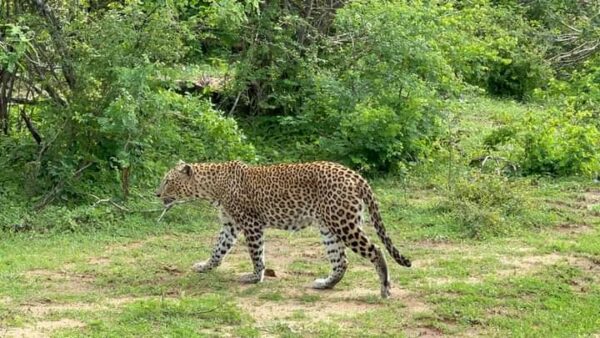 Yala Special Leopard Safari - Image 12