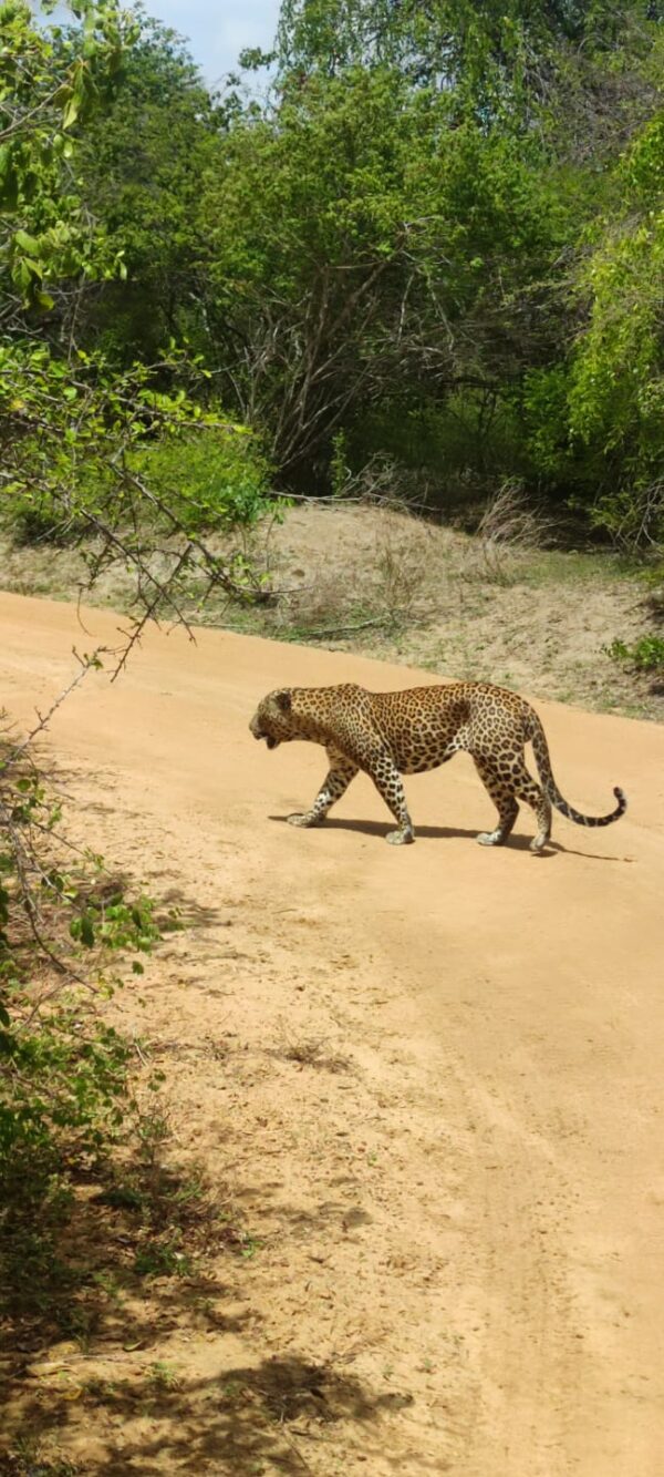 Yala Special Leopard Safari - Image 13