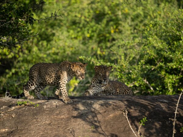 Yala Special Leopard Safari - Image 11