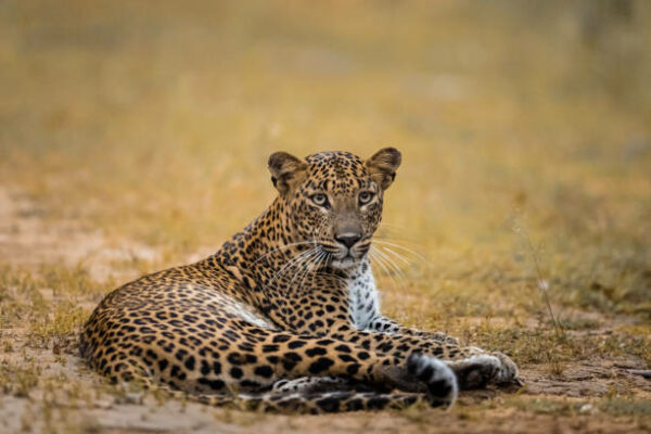 Yala Special Leopard Safari